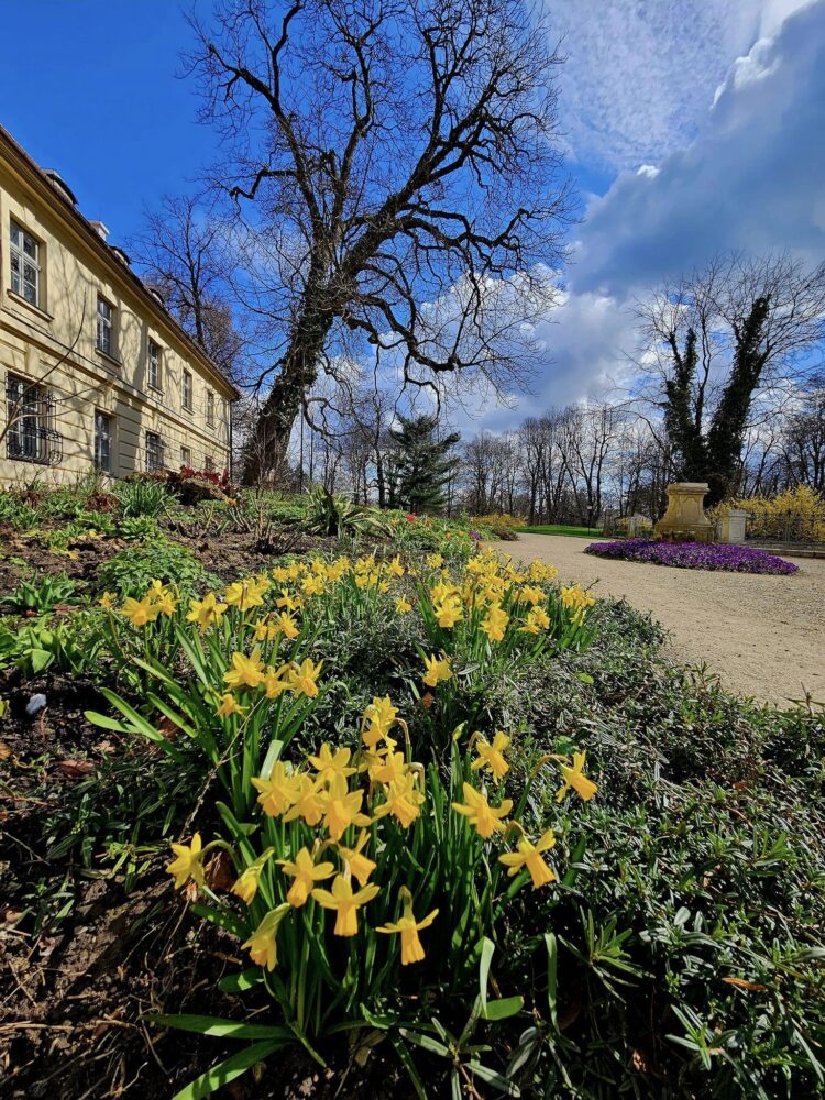Wiosna w ogrodzie łańcuckiego zamku