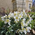 Wiosna w ogrodzie łańcuckiego zamku 8 - Polskie Radio Rzeszów Wiosna w ogrodzie łańcuckiego zamku - Polskie Radio Rzeszów