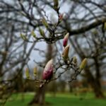 Wiosna w ogrodzie łańcuckiego zamku 6 - Polskie Radio Rzeszów Wiosna w ogrodzie łańcuckiego zamku - Polskie Radio Rzeszów