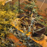 38-latek odpowie przed sądem za uprawę konopi indyjskich 3 - Polskie Radio Rzeszów 38-latek odpowie przed sądem za uprawę konopi indyjskich - Polskie Radio Rzeszów