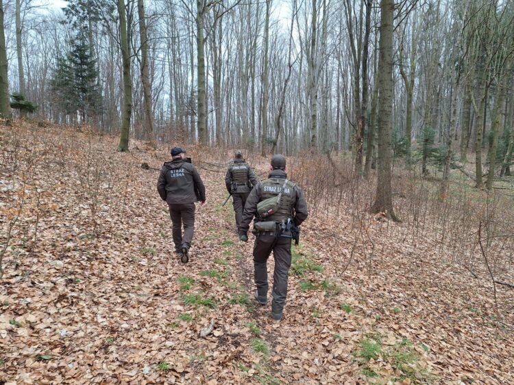 Kłusownicy, zbieracze poroża i motocykliści na celowniku Straży Leśnej