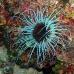 Podwodna fotografia dr. Piotra Kliszcza - Polskie Radio Rzeszów