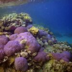 Podwodna fotografia dr. Piotra Kliszcza - Polskie Radio Rzeszów