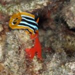 Podwodna fotografia dr. Piotra Kliszcza - Polskie Radio Rzeszów