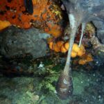 Podwodna fotografia dr. Piotra Kliszcza - Polskie Radio Rzeszów