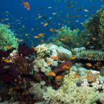 Podwodna fotografia dr. Piotra Kliszcza - Polskie Radio Rzeszów