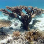 Podwodna fotografia dr. Piotra Kliszcza - Polskie Radio Rzeszów