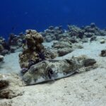 Podwodna fotografia dr. Piotra Kliszcza - Polskie Radio Rzeszów