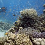 Podwodna fotografia dr. Piotra Kliszcza - Polskie Radio Rzeszów