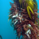 Podwodna fotografia dr. Piotra Kliszcza - Polskie Radio Rzeszów