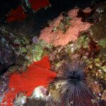 Podwodna fotografia dr. Piotra Kliszcza - Polskie Radio Rzeszów