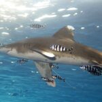 Podwodna fotografia dr. Piotra Kliszcza - Polskie Radio Rzeszów