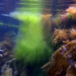 Podwodna fotografia dr. Piotra Kliszcza - Polskie Radio Rzeszów