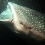 Podwodna fotografia dr. Piotra Kliszcza - Polskie Radio Rzeszów