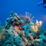 Podwodna fotografia dr. Piotra Kliszcza - Polskie Radio Rzeszów