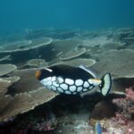 Podwodna fotografia dr. Piotra Kliszcza - Polskie Radio Rzeszów