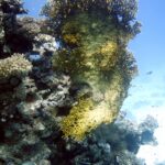 Podwodna fotografia dr. Piotra Kliszcza - Polskie Radio Rzeszów