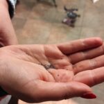 Kowalczyk i Olearka u Pastuły - Polskie Radio Rzeszów