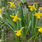 Jak działa Szkolne Koło Wolontariatu w SP 25 w Rzeszowie? 5 - Polskie Radio Rzeszów Jak działa Szkolne Koło Wolontariatu w SP 25 w Rzeszowie? - Polskie Radio Rzeszów