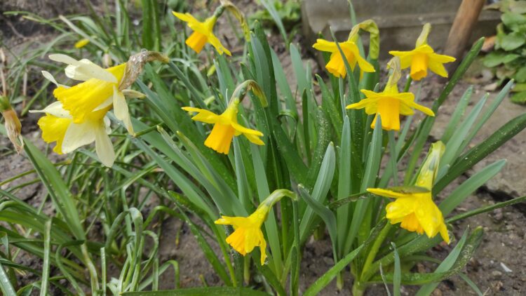 Jak działa Szkolne Koło Wolontariatu w SP 25 w Rzeszowie?