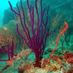 Podwodna fotografia dr. Piotra Kliszcza - Polskie Radio Rzeszów