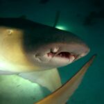 Podwodna fotografia dr. Piotra Kliszcza - Polskie Radio Rzeszów