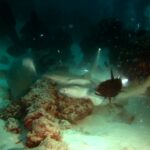 Podwodna fotografia dr. Piotra Kliszcza - Polskie Radio Rzeszów