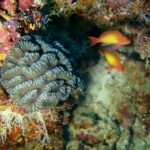 Podwodna fotografia dr. Piotra Kliszcza - Polskie Radio Rzeszów