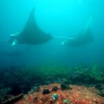 Podwodna fotografia dr. Piotra Kliszcza - Polskie Radio Rzeszów