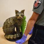 Próby przemytu. Torebka z pytona i wypchany żbik 5 - Polskie Radio Rzeszów Próby przemytu. Torebka z pytona i wypchany żbik - Polskie Radio Rzeszów