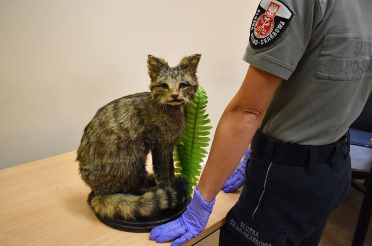 Próby przemytu. Torebka z pytona i wypchany żbik 1 - Polskie Radio Rzeszów Próby przemytu. Torebka z pytona i wypchany żbik