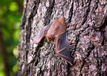 Podkarpackie nietoperze opuszczają zimowe kryjówki. To&nbsp;oznaka wiosny