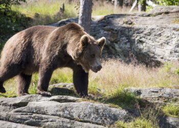 Na Słowacji zastrzelono niedźwiedzia, który zaatakował ludzi