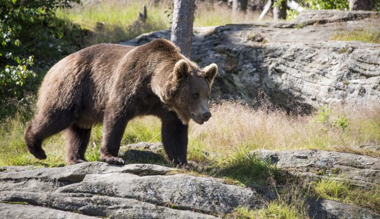 Na Słowacji zastrzelono niedźwiedzia, który zaatakował ludzi