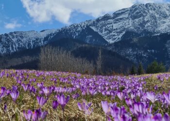W&nbsp;Tatrach rozpoczął się sezon kwitnienia krokusów
