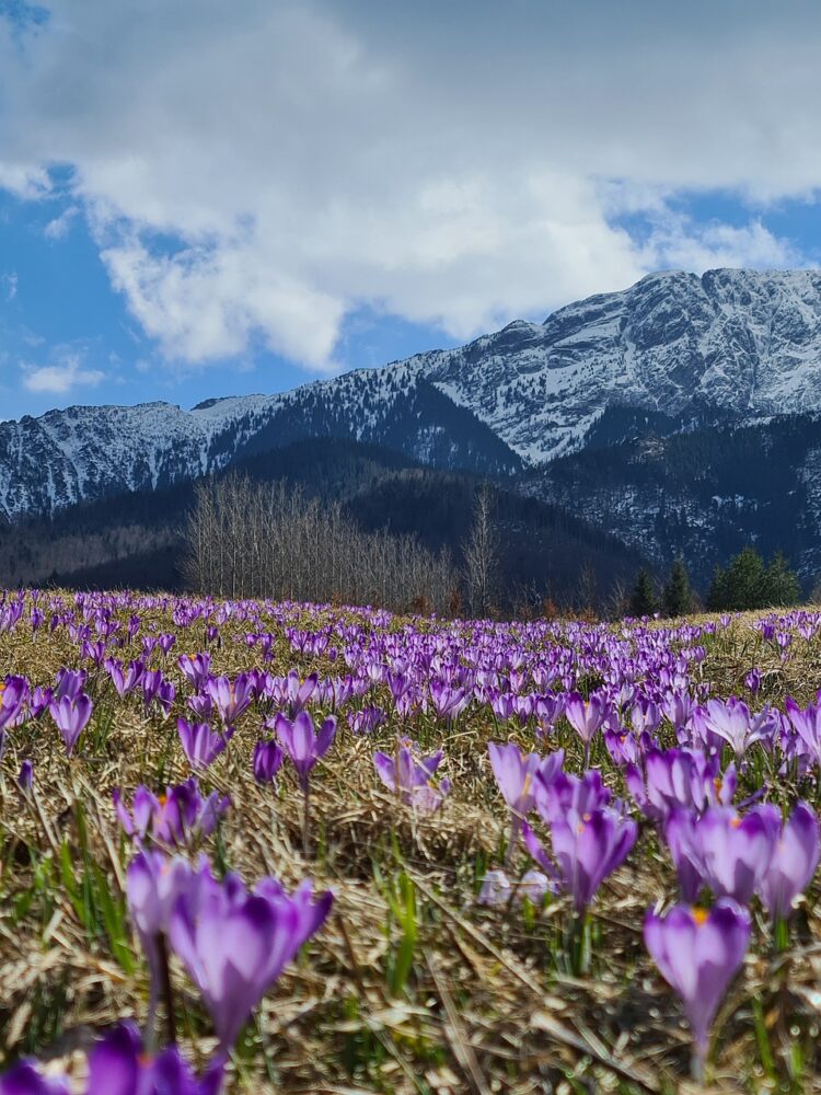 W Tatrach rozpoczął się sezon kwitnienia krokusów