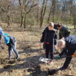 Sadzenie drzew miododajnych w tarnobrzeskim lesie 6 - Polskie Radio Rzeszów Sadzenie drzew miododajnych w tarnobrzeskim lesie - Polskie Radio Rzeszów