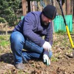 Sadzenie drzew miododajnych w tarnobrzeskim lesie 3 - Polskie Radio Rzeszów Sadzenie drzew miododajnych w tarnobrzeskim lesie - Polskie Radio Rzeszów