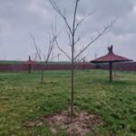 100 drzewek zasadzono dla piesków w Żurawicy 4 - Polskie Radio Rzeszów 100 drzewek zasadzono dla piesków w Żurawicy - Polskie Radio Rzeszów