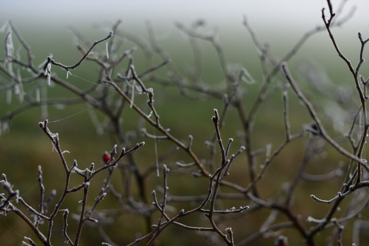 Ostrzeżenie przed przymrozkami w regionie