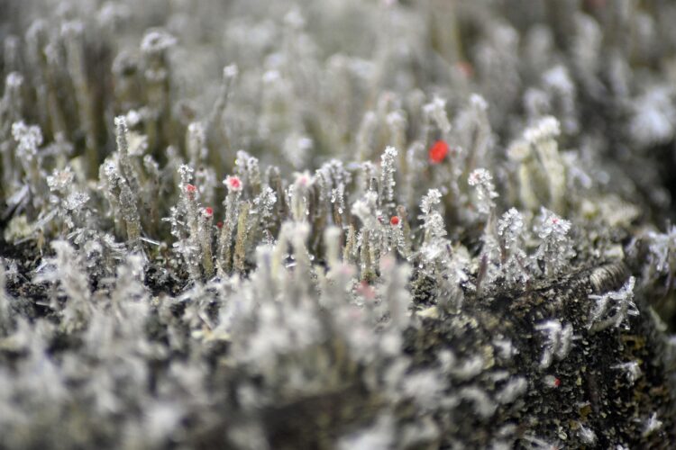 Przymrozki w południowo-wschodniej części Podkarpacia