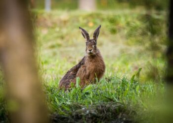 W&nbsp;Niemczech w&nbsp;ujęciu czterech złodziei pomógł zając