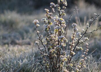 Możliwe przymrozki i&nbsp;oblodzenie w całym województwie podkarpackim