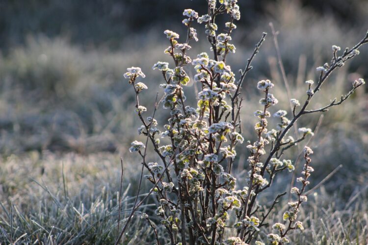 Możliwe przymrozki i oblodzenie w całym województwie podkarpackim