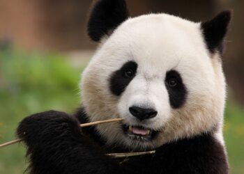 16 marca – Dzień pandy