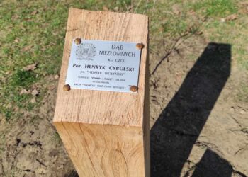 Dąb Pamięci por. Henryka Cybulskiego w&nbsp;Szydłowcu