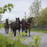 Konie na co dzień pracujące w BiOSG obchodzą swoje święto (zdjęcia) - Polskie Radio Rzeszów