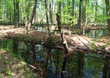 Nowy rezerwat przyrody na&nbsp;Podkarpaciu chroni dolinę dzikiej rzeki Smarkata