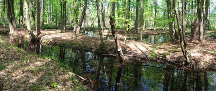 Nowy rezerwat przyrody na Podkarpaciu chroni dolinę dzikiej rzeki Smarkata 1 - Polskie Radio Rzeszów Nowy rezerwat przyrody na Podkarpaciu chroni dolinę dzikiej rzeki Smarkata