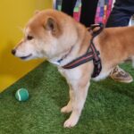 W Przemyślu otwarto pierwszą na Podkarpaciu szkołę dla psów - Polskie Radio Rzeszów